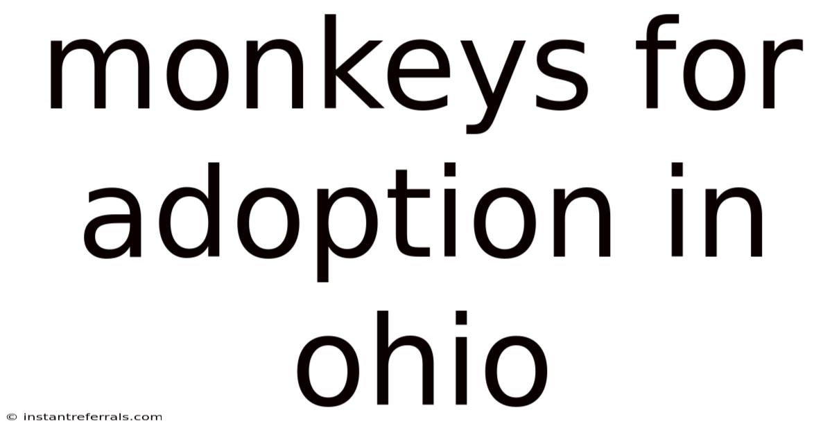 Monkeys For Adoption In Ohio