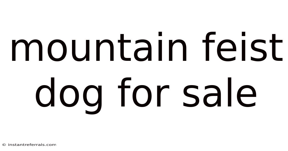 Mountain Feist Dog For Sale
