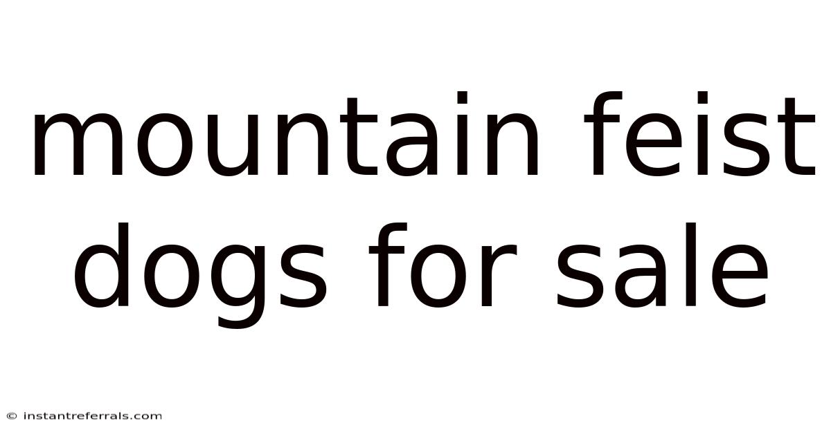Mountain Feist Dogs For Sale