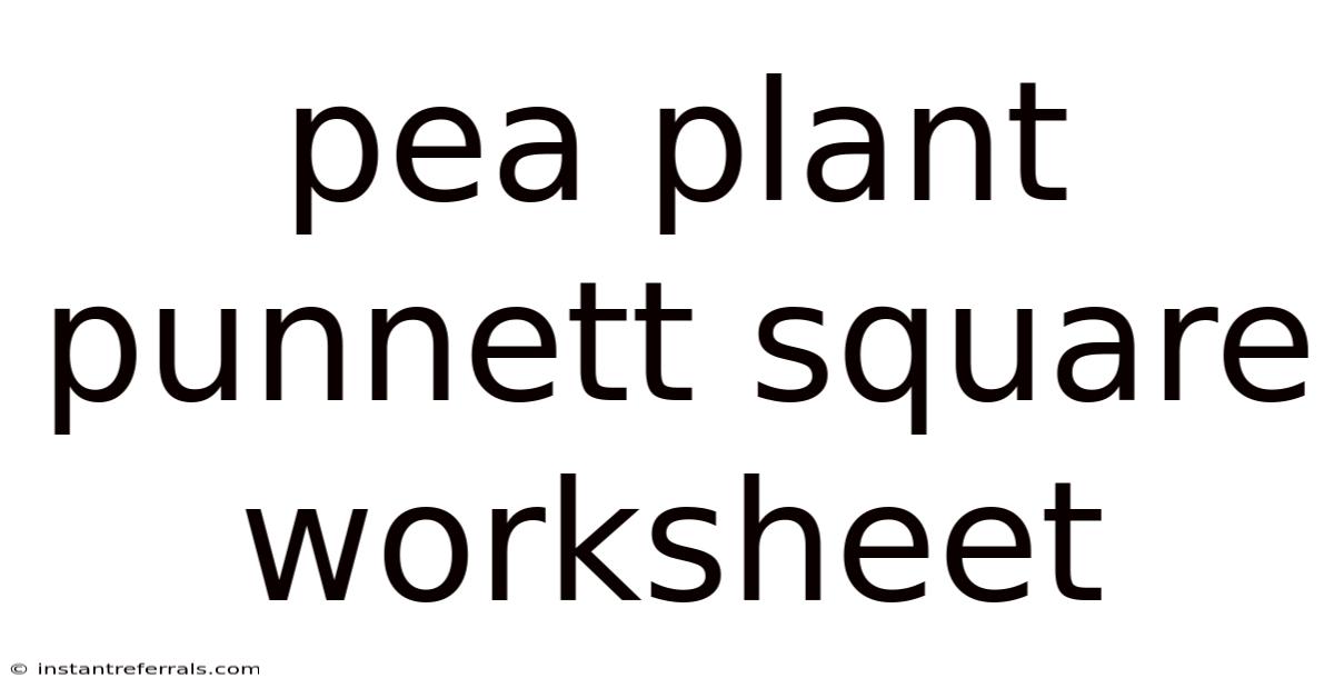 Pea Plant Punnett Square Worksheet