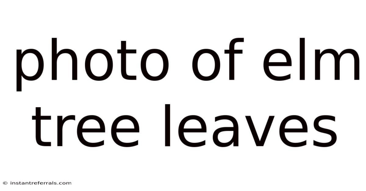 Photo Of Elm Tree Leaves