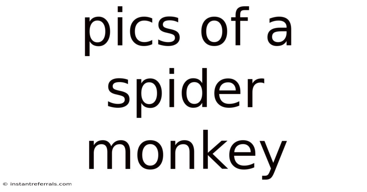 Pics Of A Spider Monkey