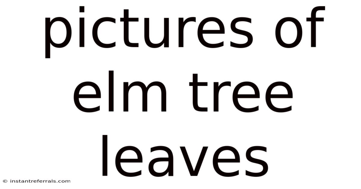 Pictures Of Elm Tree Leaves