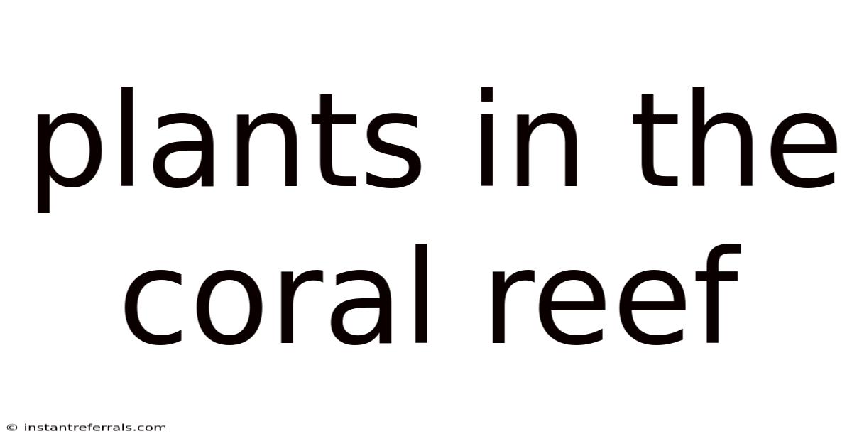 Plants In The Coral Reef