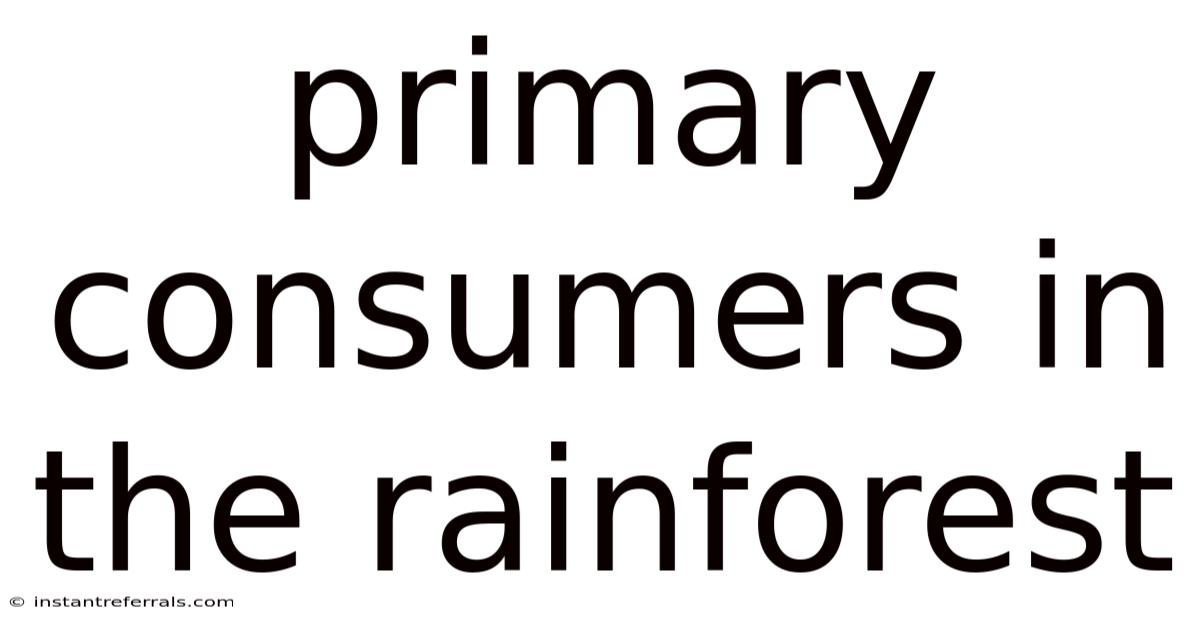 Primary Consumers In The Rainforest
