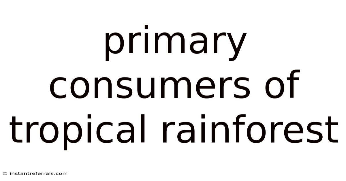 Primary Consumers Of Tropical Rainforest