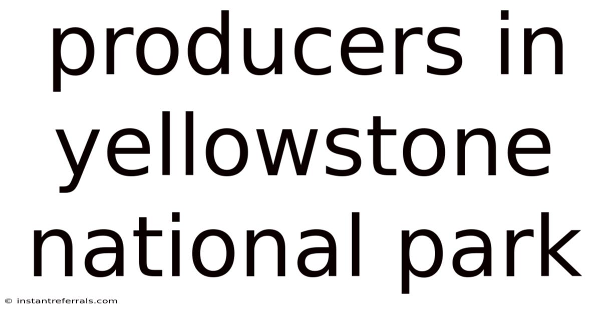 Producers In Yellowstone National Park