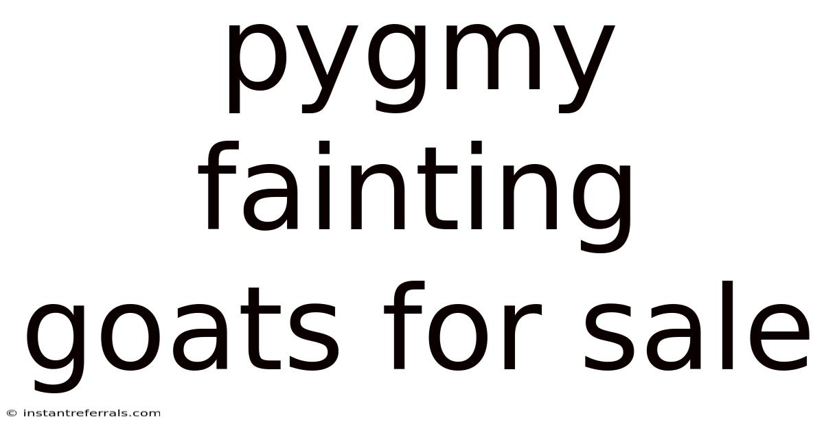 Pygmy Fainting Goats For Sale