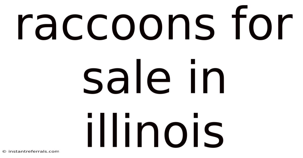 Raccoons For Sale In Illinois