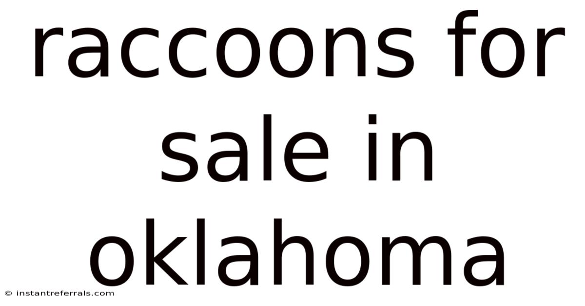 Raccoons For Sale In Oklahoma