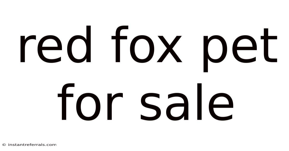 Red Fox Pet For Sale