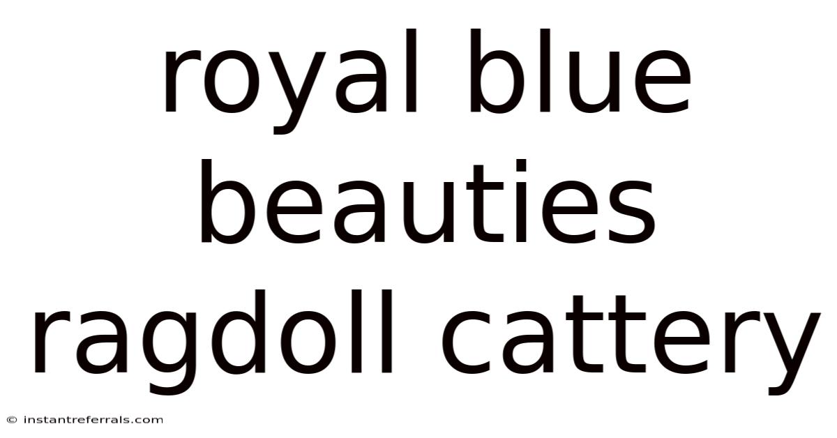 Royal Blue Beauties Ragdoll Cattery