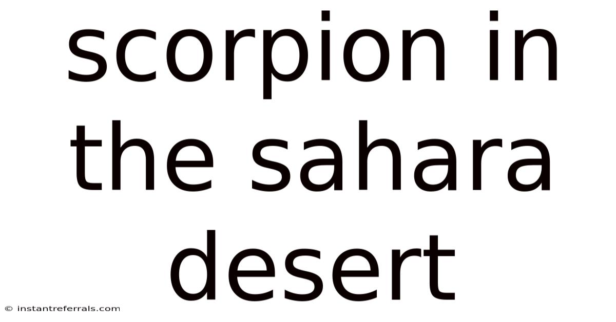 Scorpion In The Sahara Desert