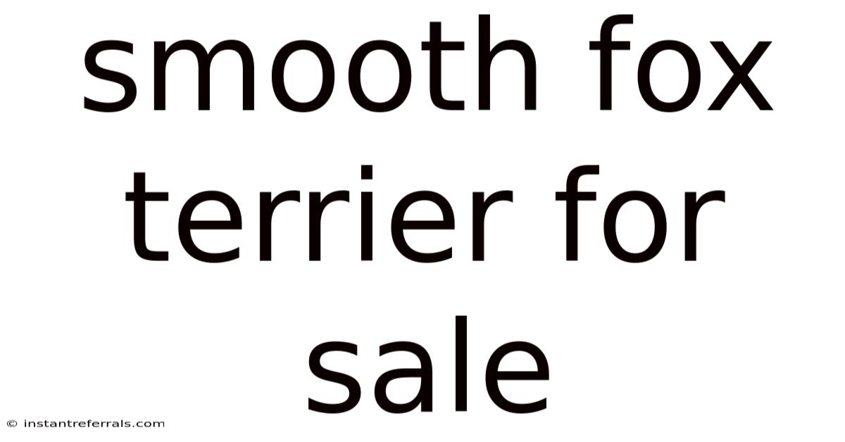 Smooth Fox Terrier For Sale