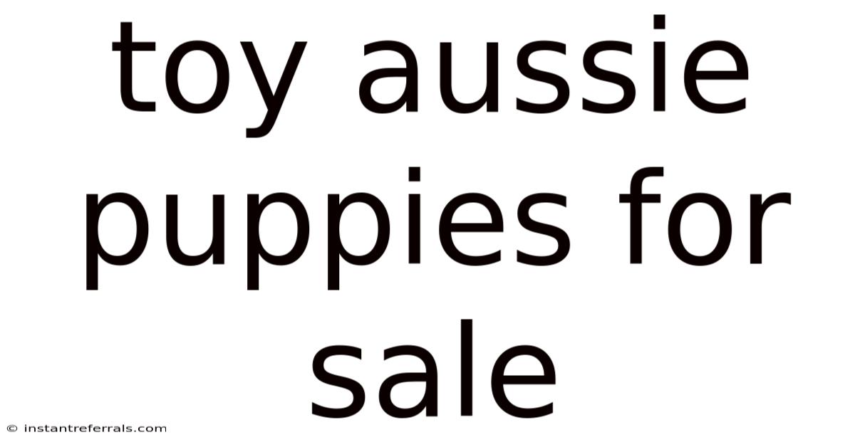 Toy Aussie Puppies For Sale