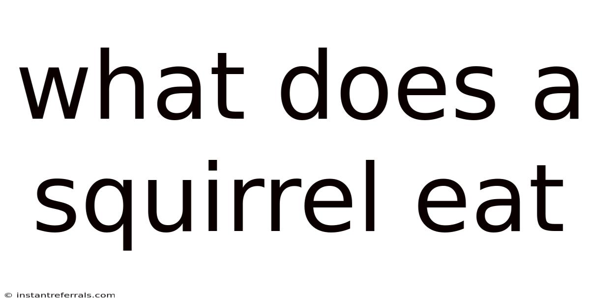 What Does A Squirrel Eat