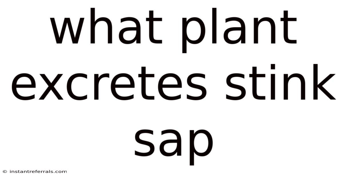 What Plant Excretes Stink Sap