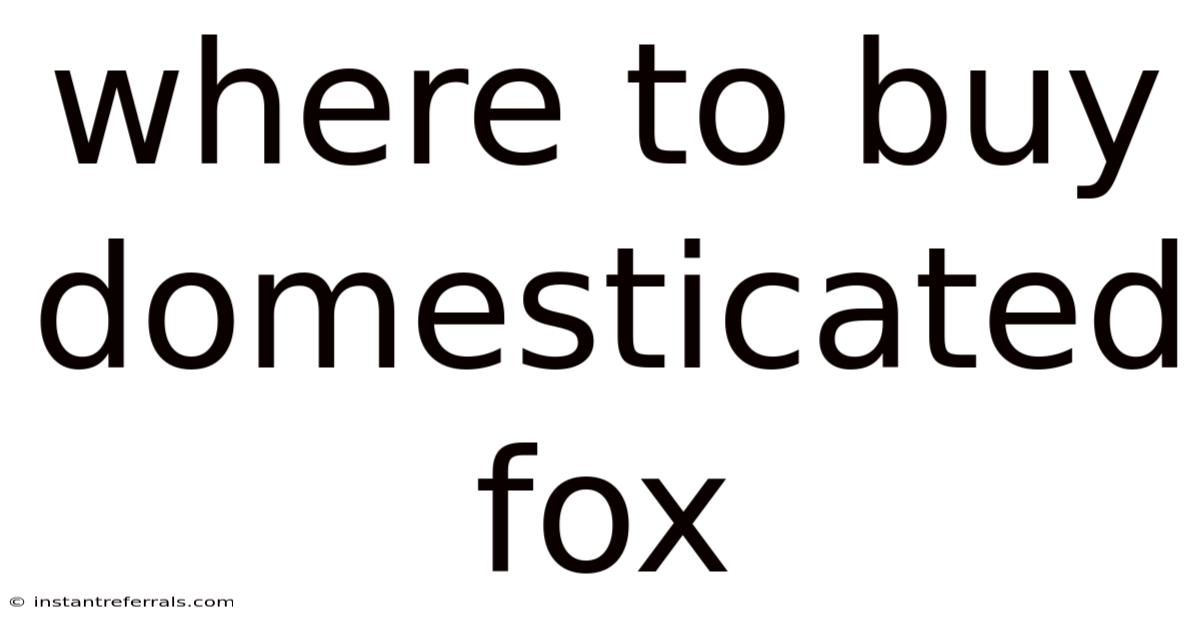 Where To Buy Domesticated Fox