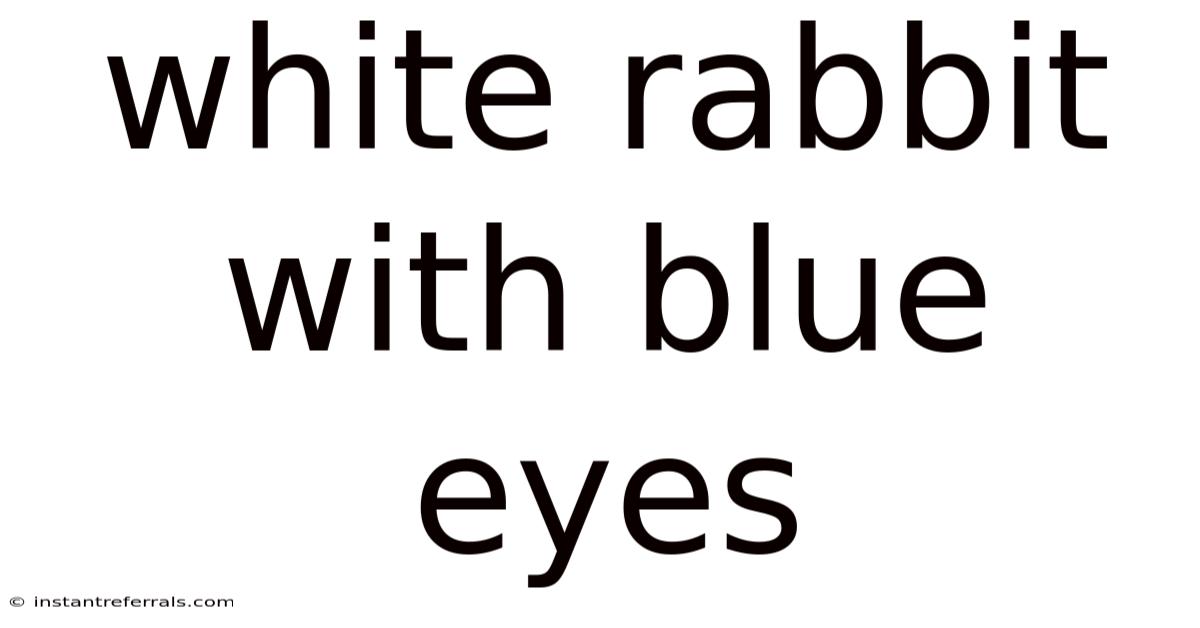 White Rabbit With Blue Eyes