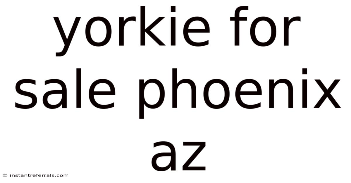Yorkie For Sale Phoenix Az