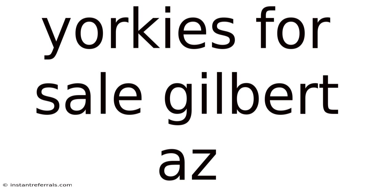 Yorkies For Sale Gilbert Az
