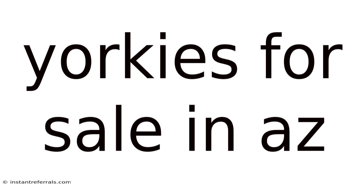 Yorkies For Sale In Az