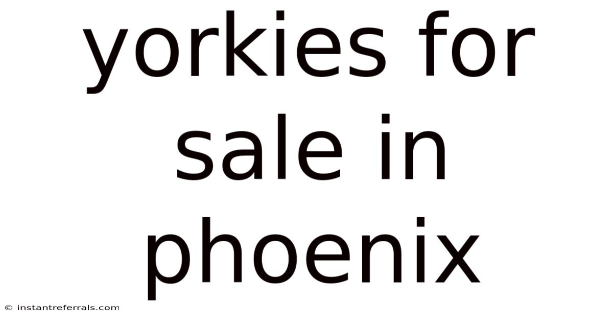 Yorkies For Sale In Phoenix
