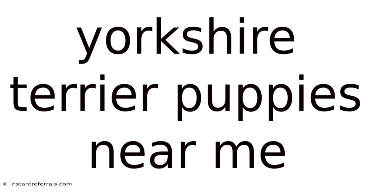 Yorkshire Terrier Puppies Near Me